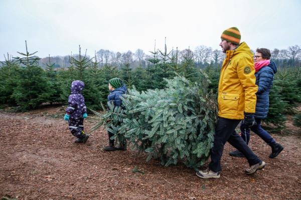 Unlike plastic Christmas trees, real trees at least pull carbon dioxide out of the enviro<em></em>nment before they die. Photo: Mascha Brichta/dpa